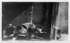 Photo of a furry animal