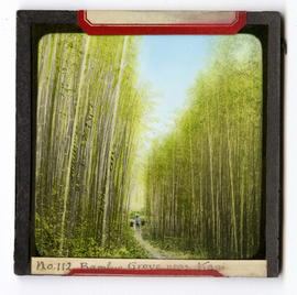 Bamboo grove and farmer