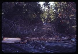 Poles in grass, Queen Charlotte Islands 1951