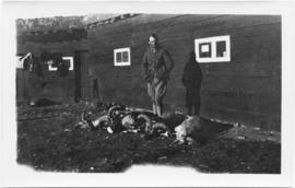 Man standing in front of three dead big horn sheep