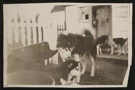 Dogs at Rigoulette