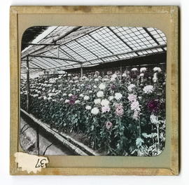 Flowers (chrysanthemum) in greenhouse