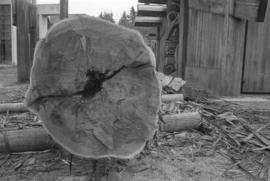 [Base of canoe log]