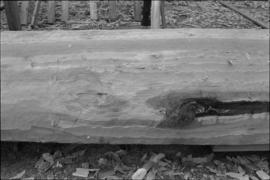 Crew working on log at the Turnbull & Gail construction yard in Richmond (contractors for bui...