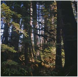 Golden spruce