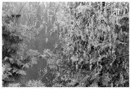 Branches, UBC