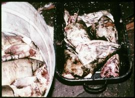 Preparing salmon for drying