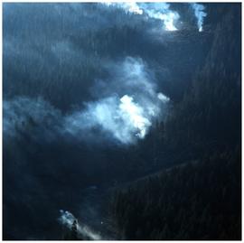 Smouldering fire in forest