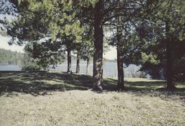 Badger Lake, ponderosa pine, North Thompson(?)