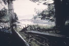 Village remains in forest, Anthony Island