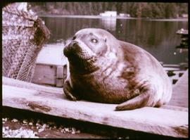 The harbour seal, "Charlie"