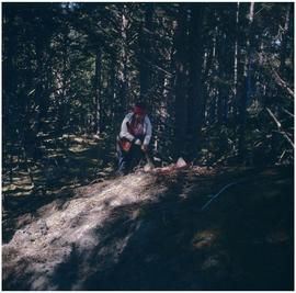 Spruce roots, Slate Chuck Camp, Q.C.I.