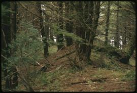 K'nu Canoe Point, Venn Passage, P. Rupert harbor, archeological site, back ridge above second hou...
