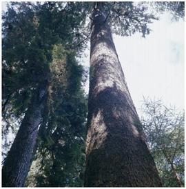 Golden spruce