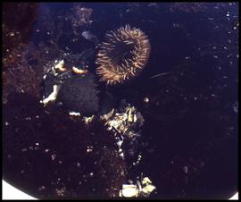 Nuu-chah-nulth], Yuquot (Friendly Cove)