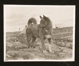 Inuit Sleigh Dog