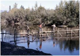 Cowichan salmon weir