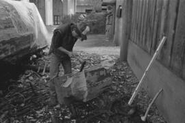 [Isaac uses adze to shape large beaver bowl carving]