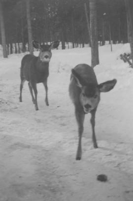 Deer looking for food in winter, Morley
