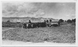 People farming
