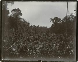 Cleared jungle, Snow Mts. in distance [New Guinea]