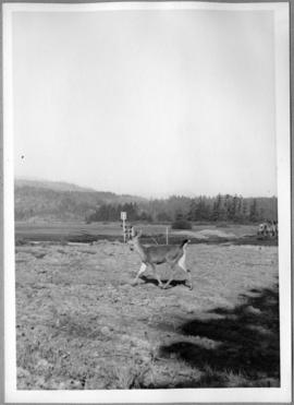 Deer in a clearing