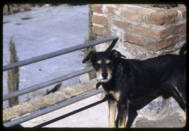 Dog on a balcony