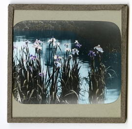 Flowers (irises) in river