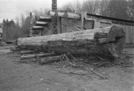 [Wide shot of partially stripped log]