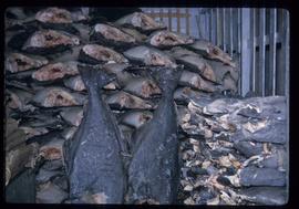 Cannery, partially processed salmon