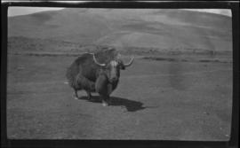 Yak