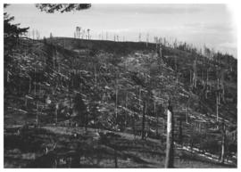 Forest after fire